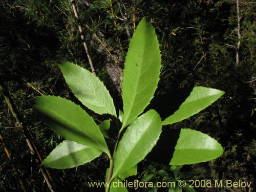 Image of Maytenus magellanica (Lea dura / Maitn de Magallanes / Palo duro). Click to enlarge parts of image.